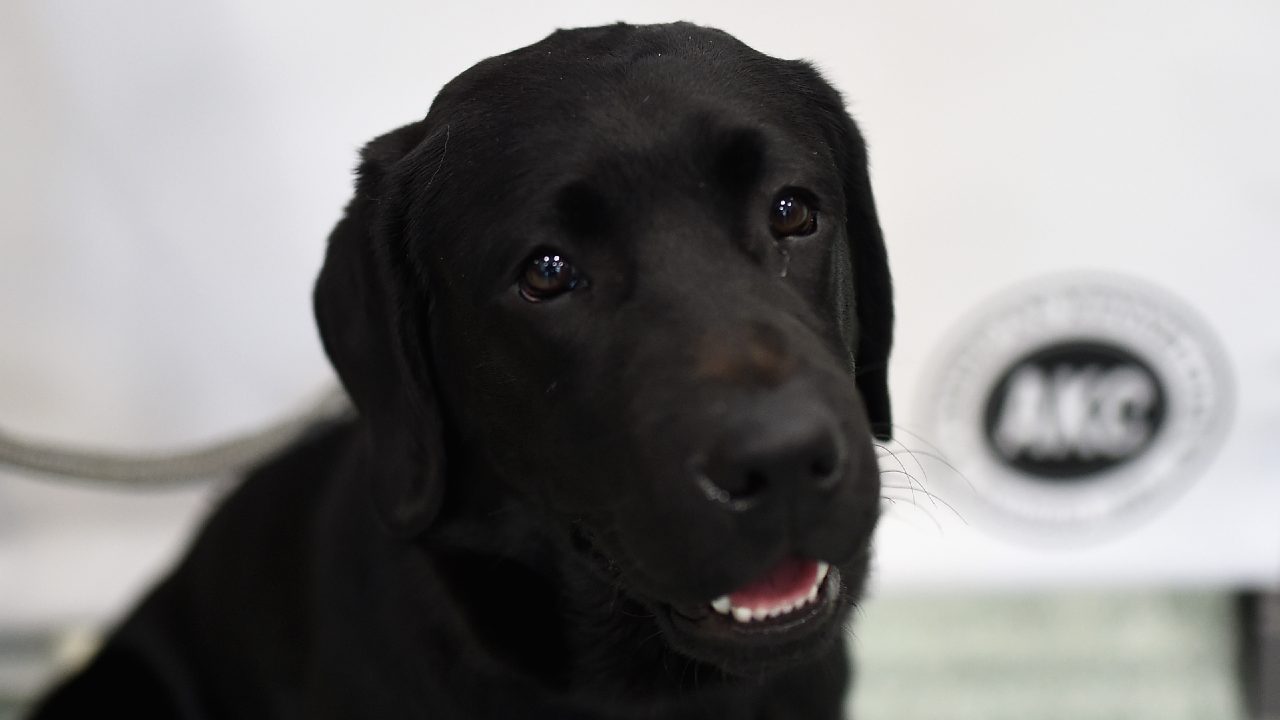 Labrador Nero