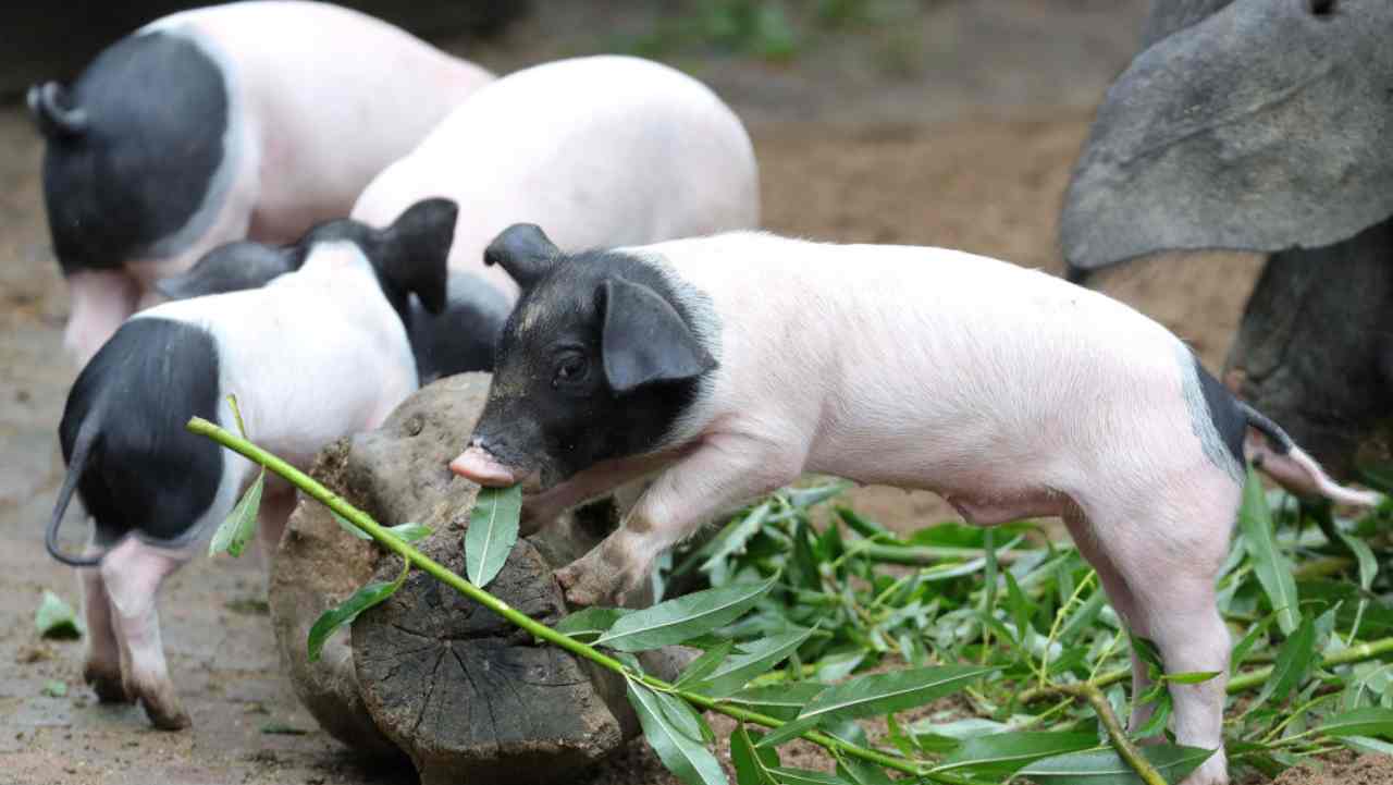 Italia, è allarme peste suina