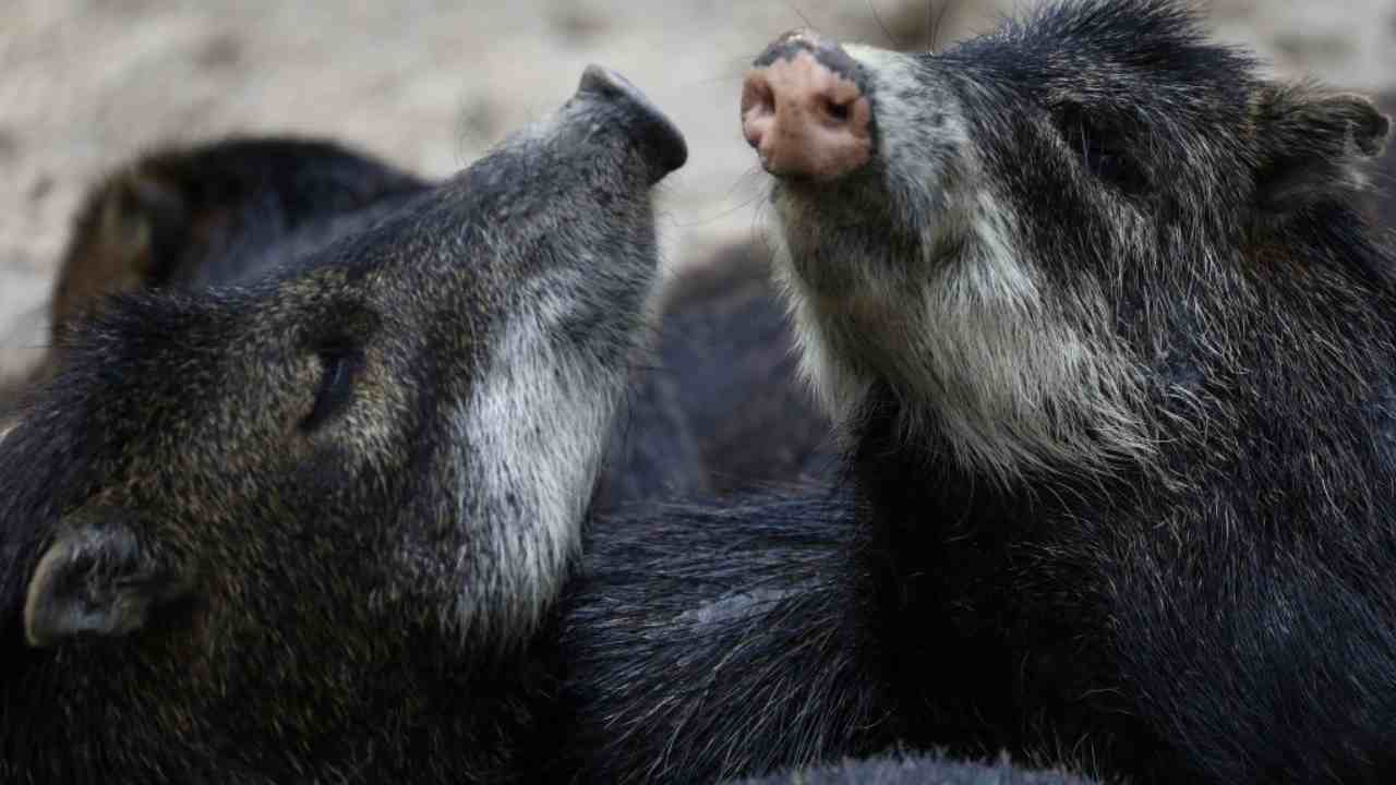 Italia, è allarme peste suina