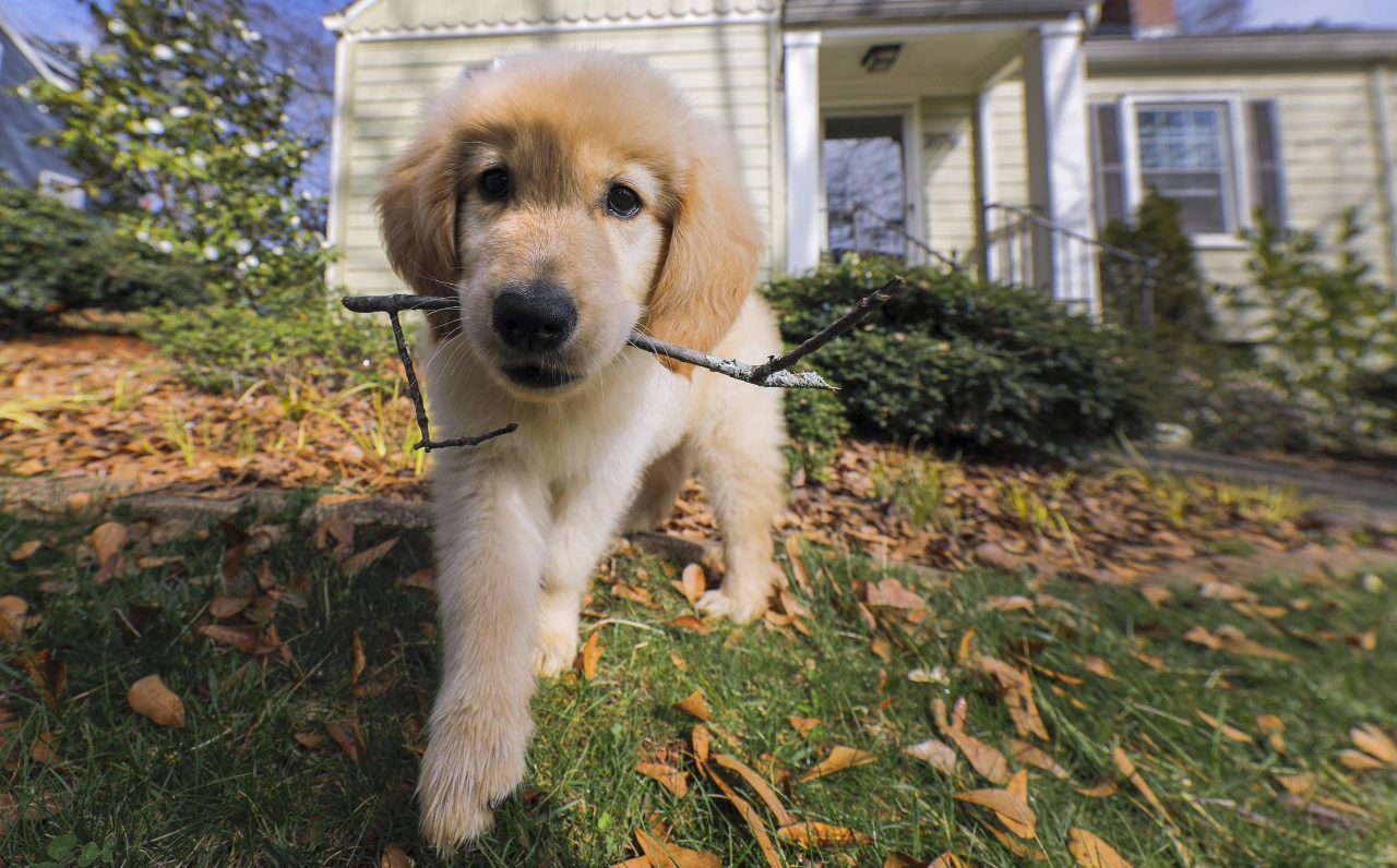 Golden Retrivier