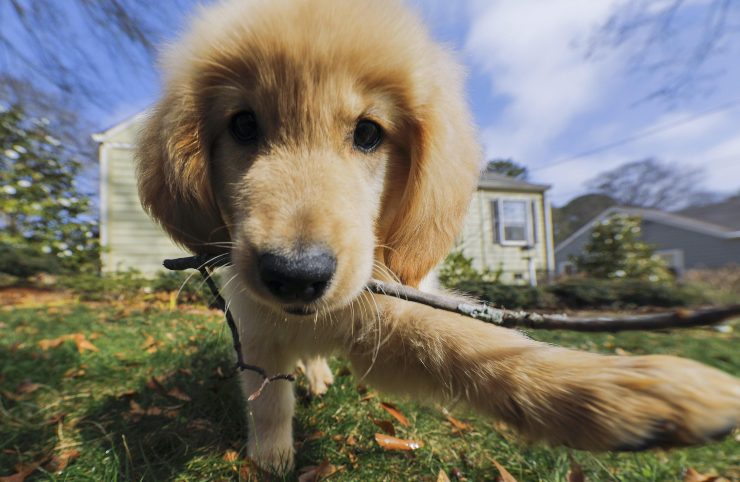 Golden Retriever