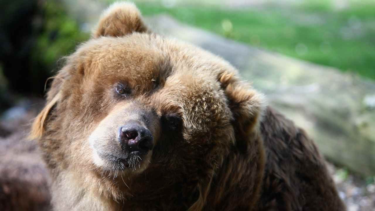 Uzbekistan, terrore allo zoo