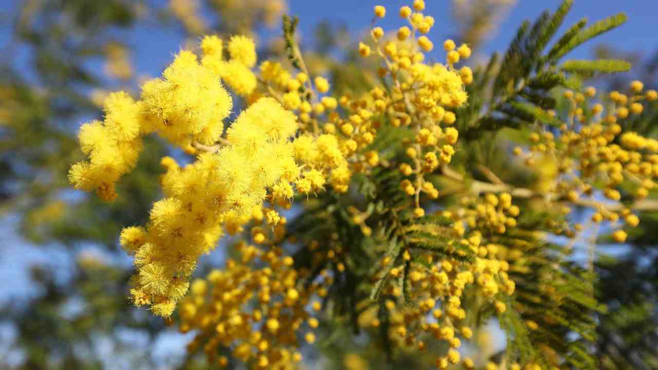 8 marzo festa della donna