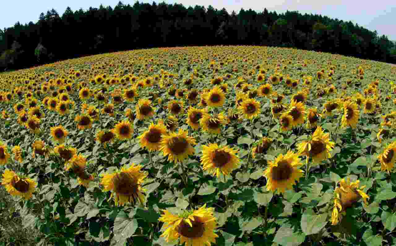 Girasoli