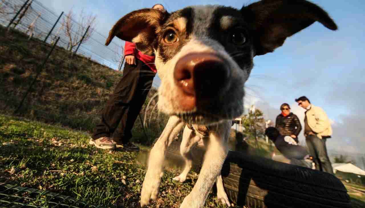 meditare cani