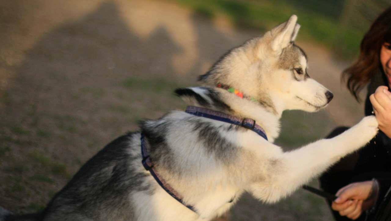 meditare cani