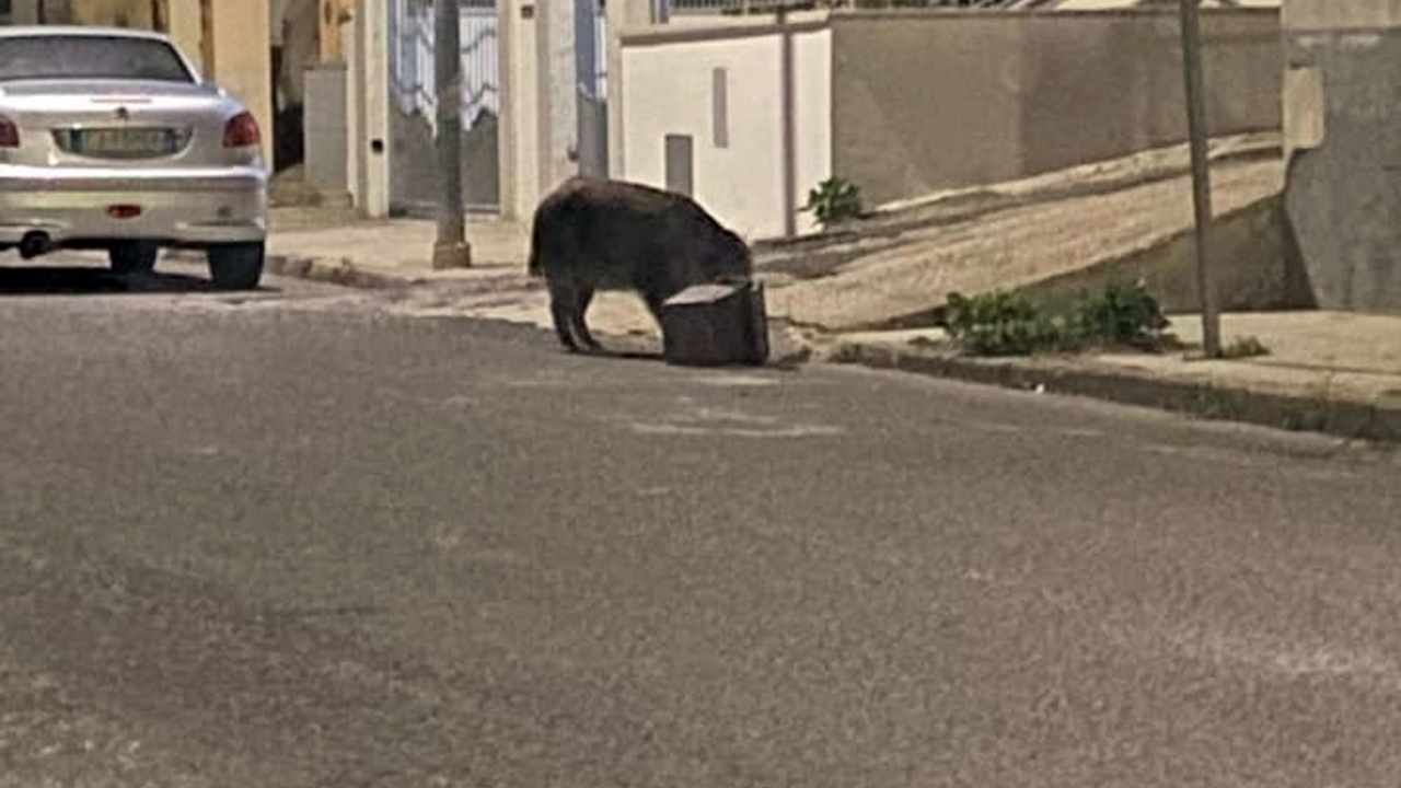 Presentato un esposto da Fdi contro i cinghiali di Roma