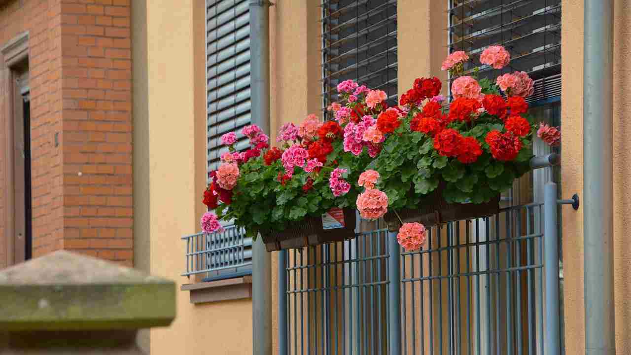 Gerani in balcone