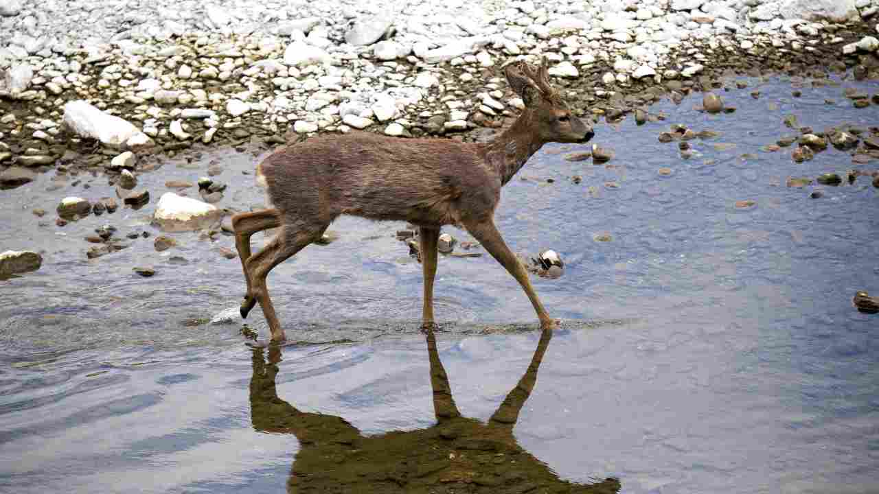 Ragazzi inseguono capriolo spaventato