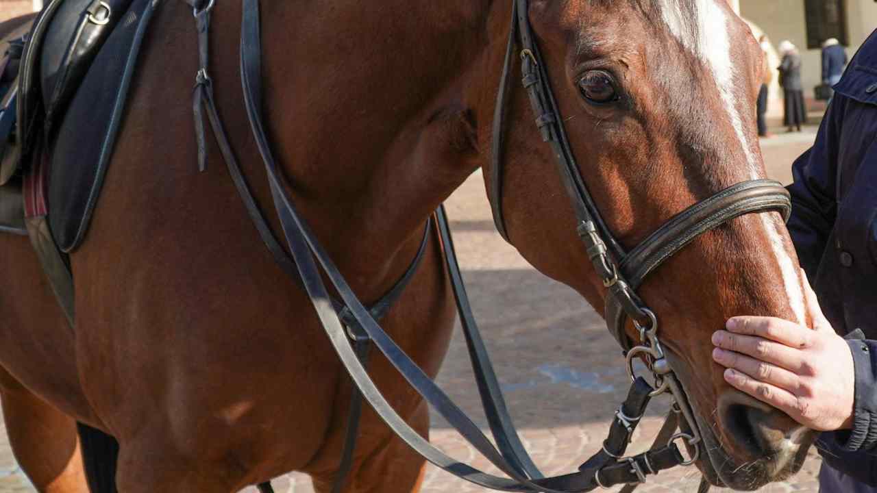 Cavallo stramazza a terra tra i turisti a Fontana di Trevi