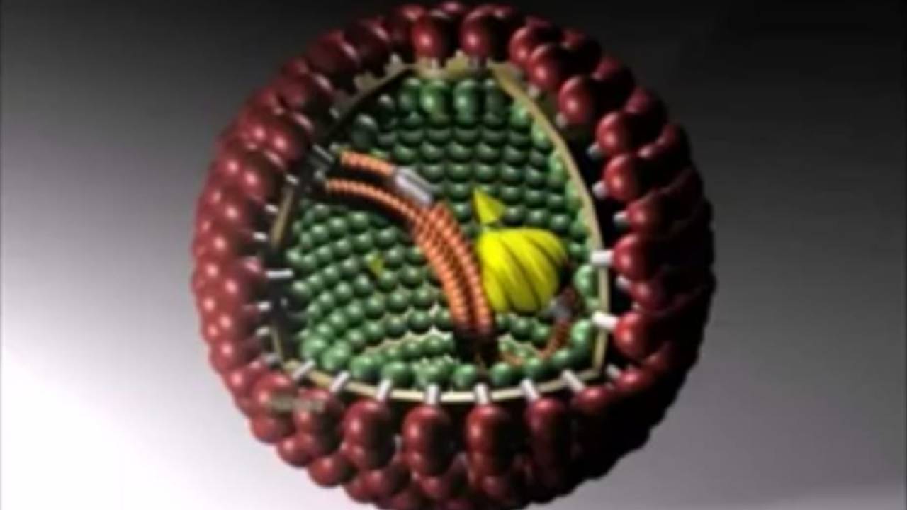 Il virus Borna che colpisce i bambini