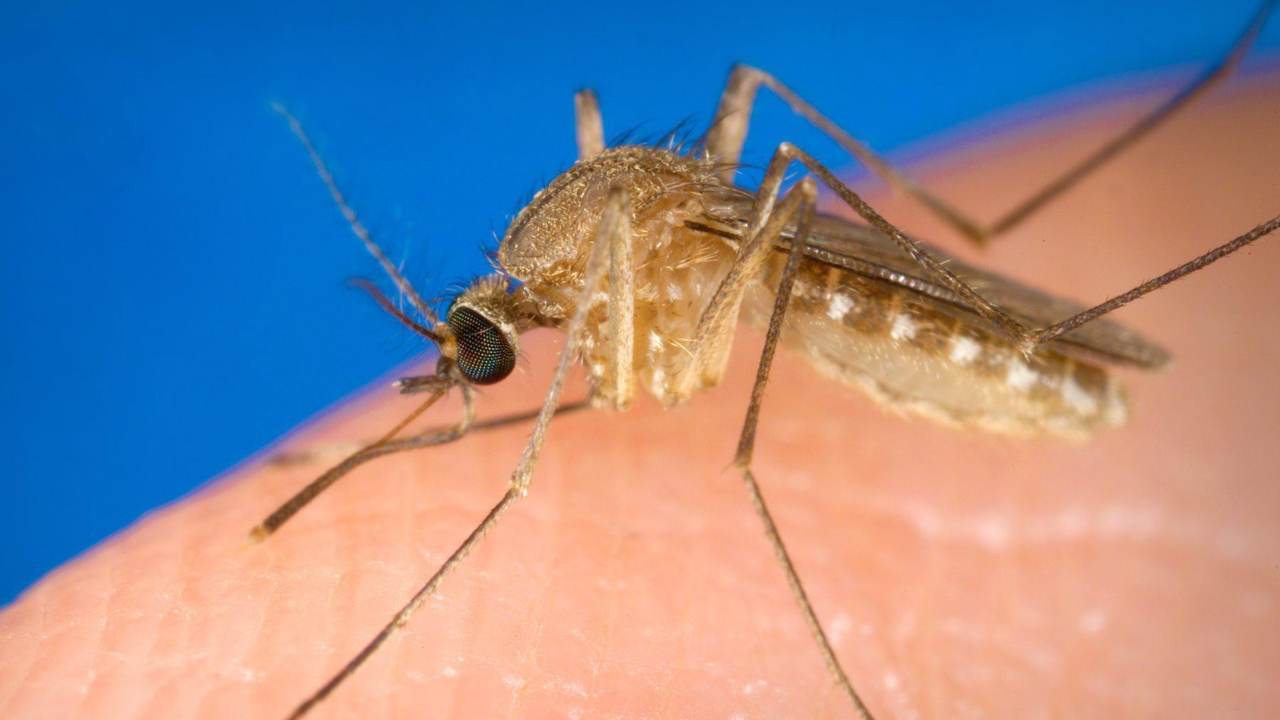 West Nile, aumentano i casi nel nostro paese