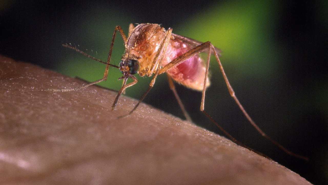 West Nile, aumentano i casi nel nostro paese