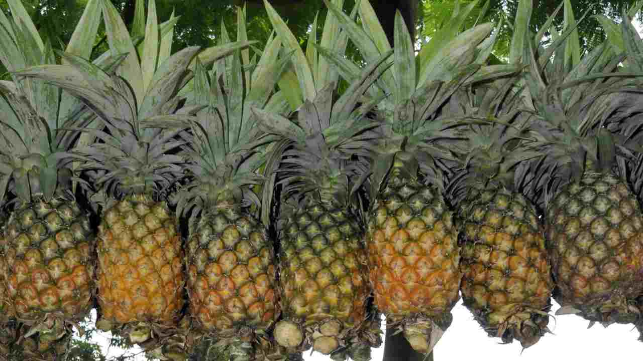 Falsi miti sull'ananas e non solo