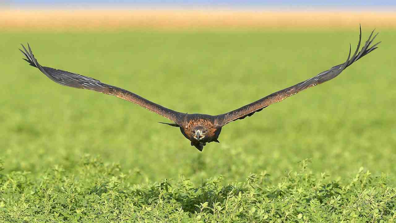 Un picnic rovinato da un'aquila