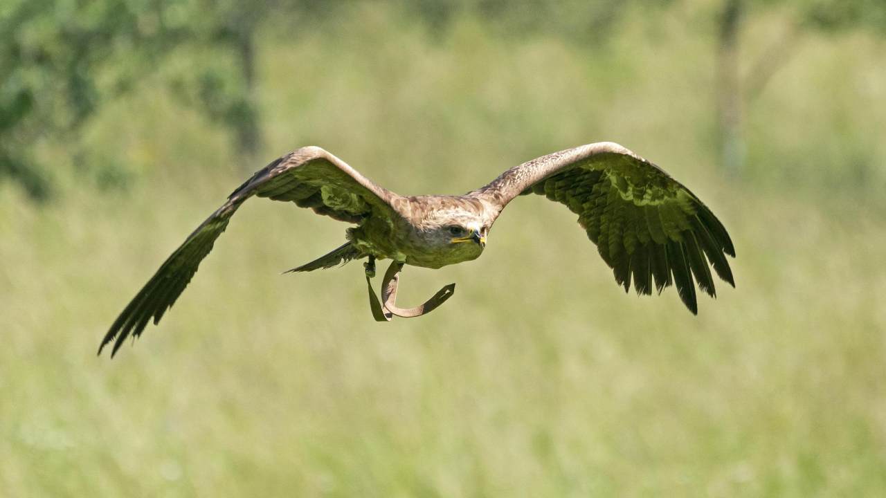 Un picnic rovinato da un'aquila