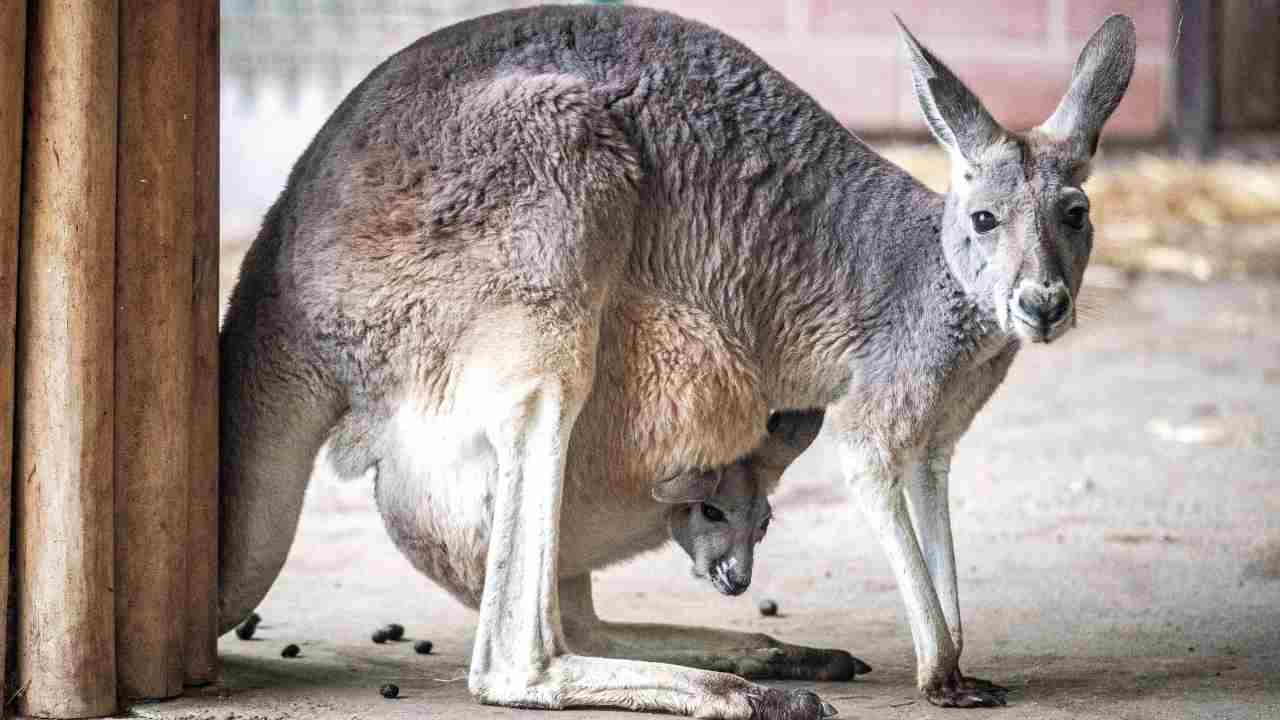 Australia, canguro uccide un uomo