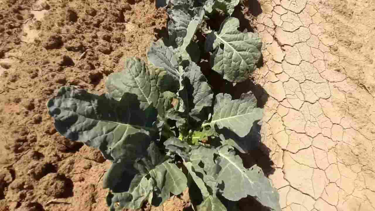 Quali sono gli alimenti a caloria negativa?