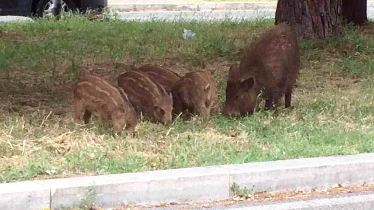 Clamoroso a Roma, i cinghiali come gli esseri umani