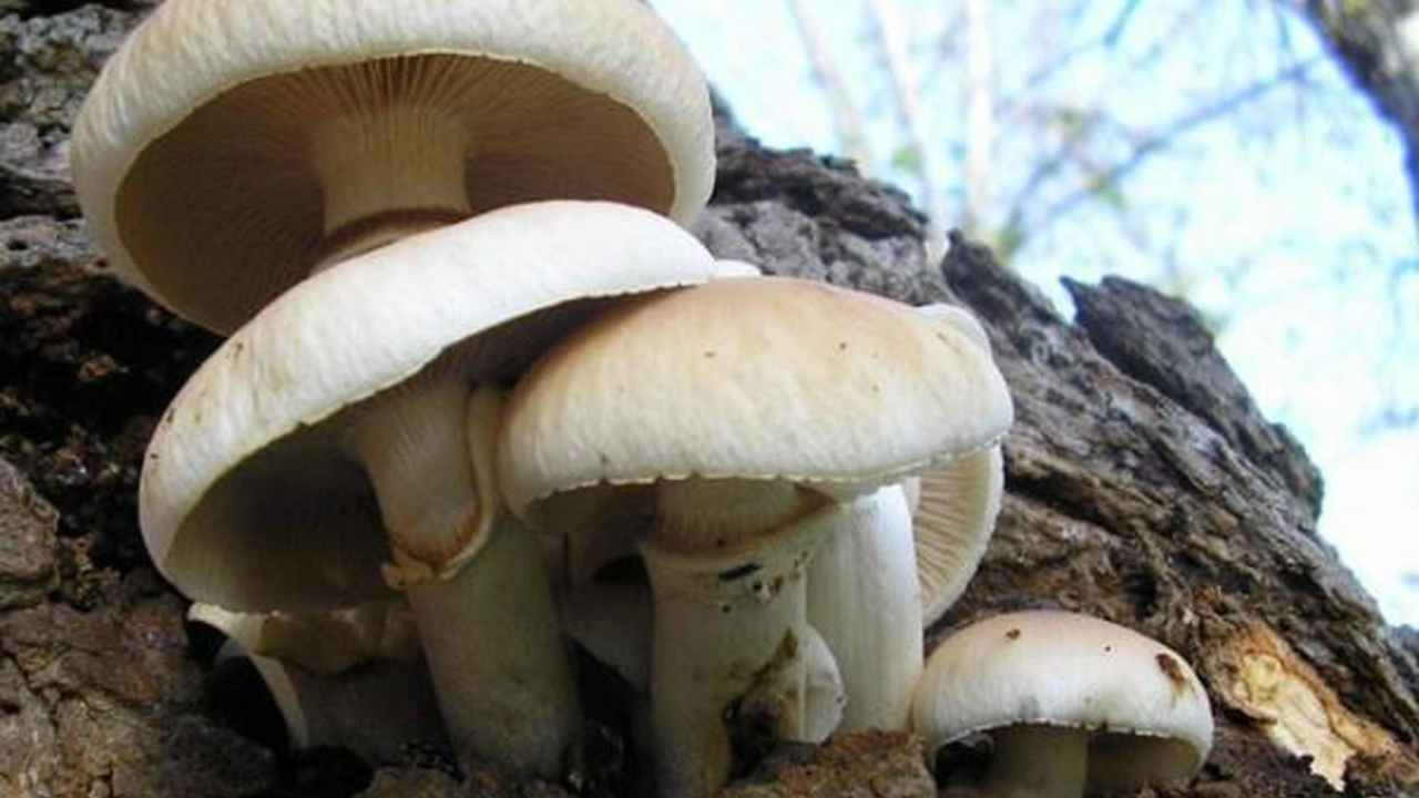 Mangia a cena dei funghi risultati fatali per lei