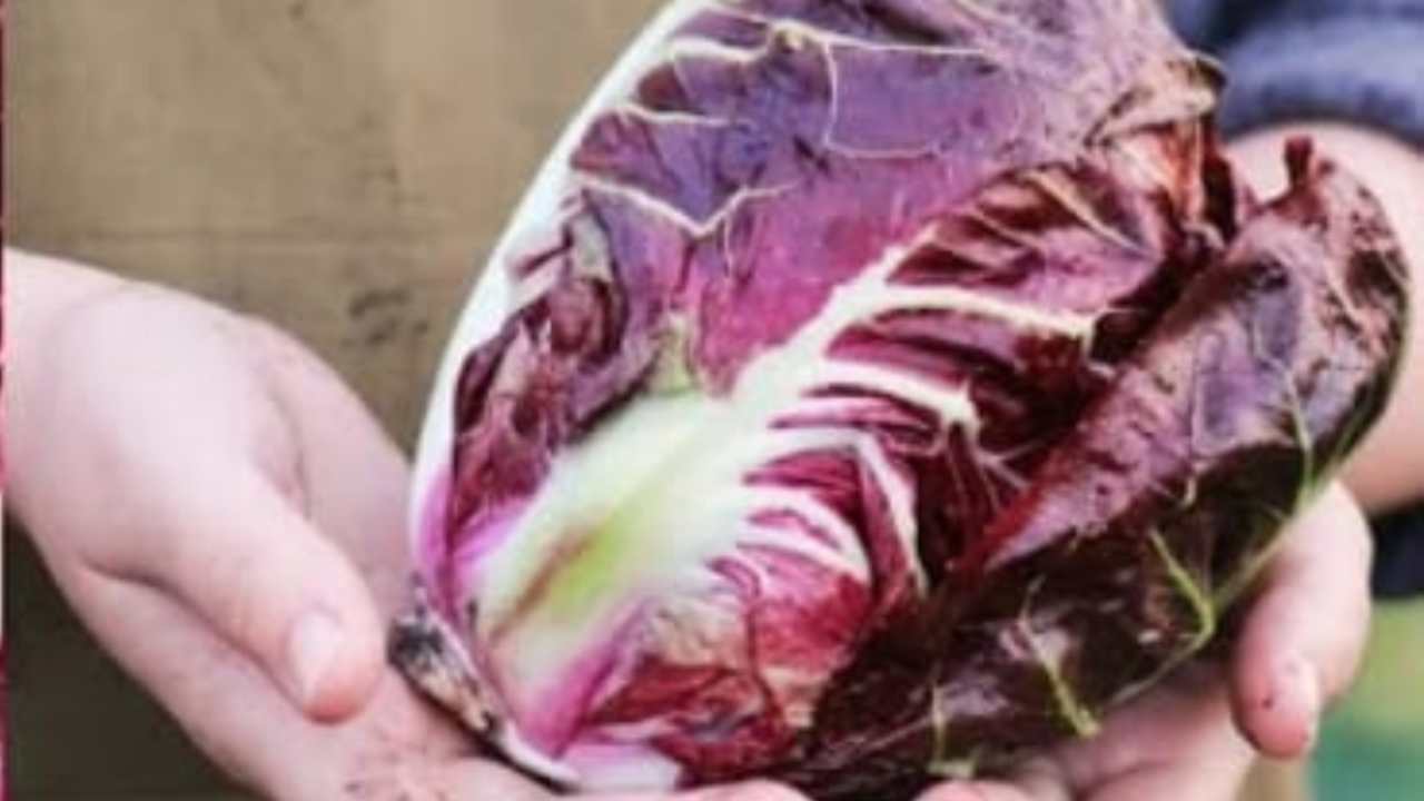 Tutte le proprietà benefiche del radicchio e non solo