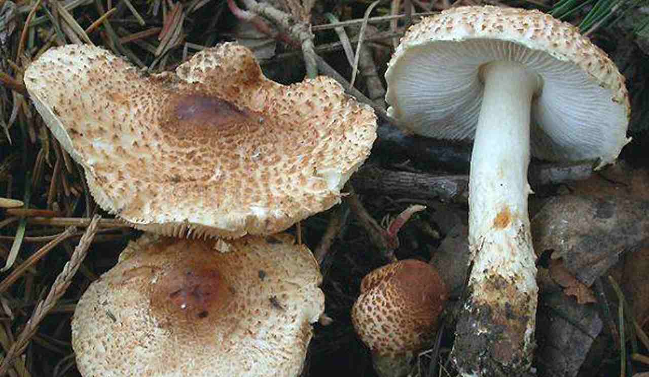 Funghi velenosi