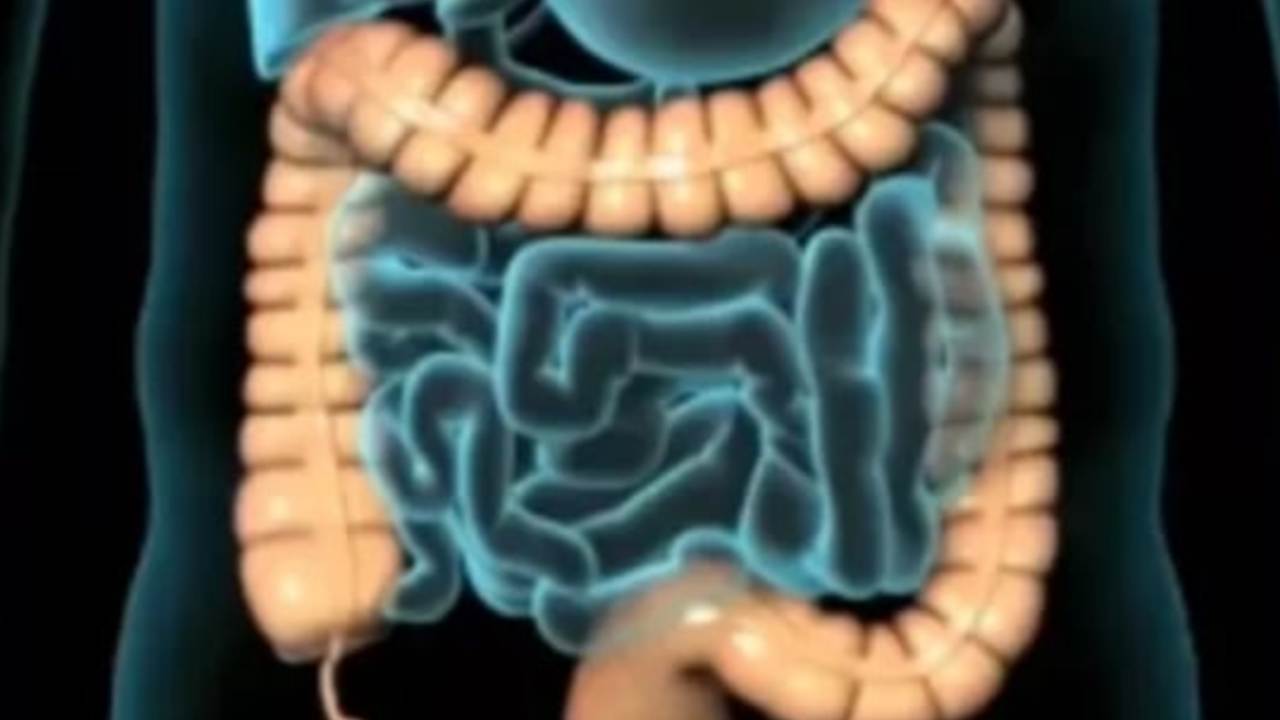 Intestino, stanchezza e non solo: quello che non sai