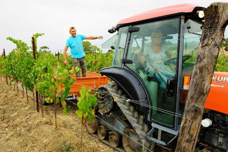 Vendemmia