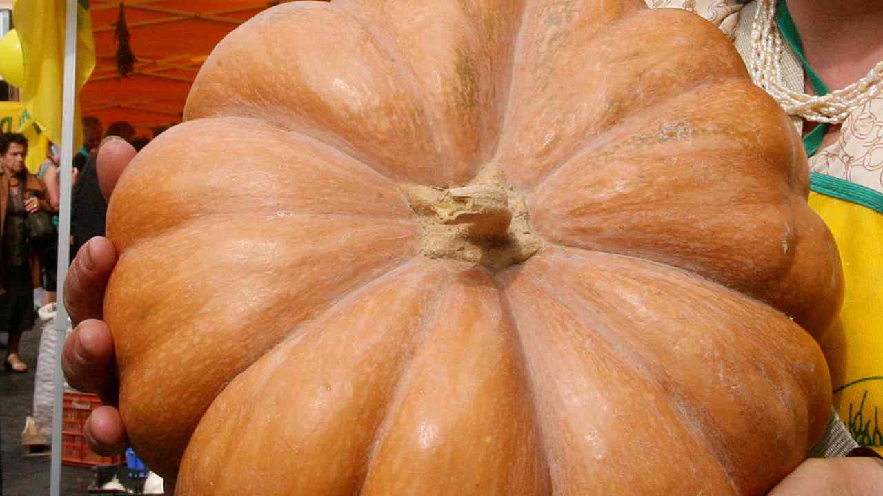 Zucca, tutto quello che non sapevi