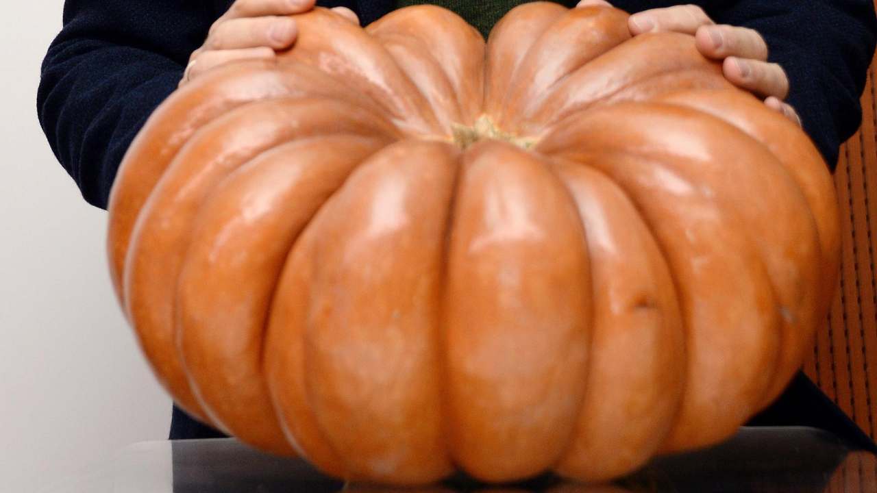 Zucca, tutto quello che non sapevi