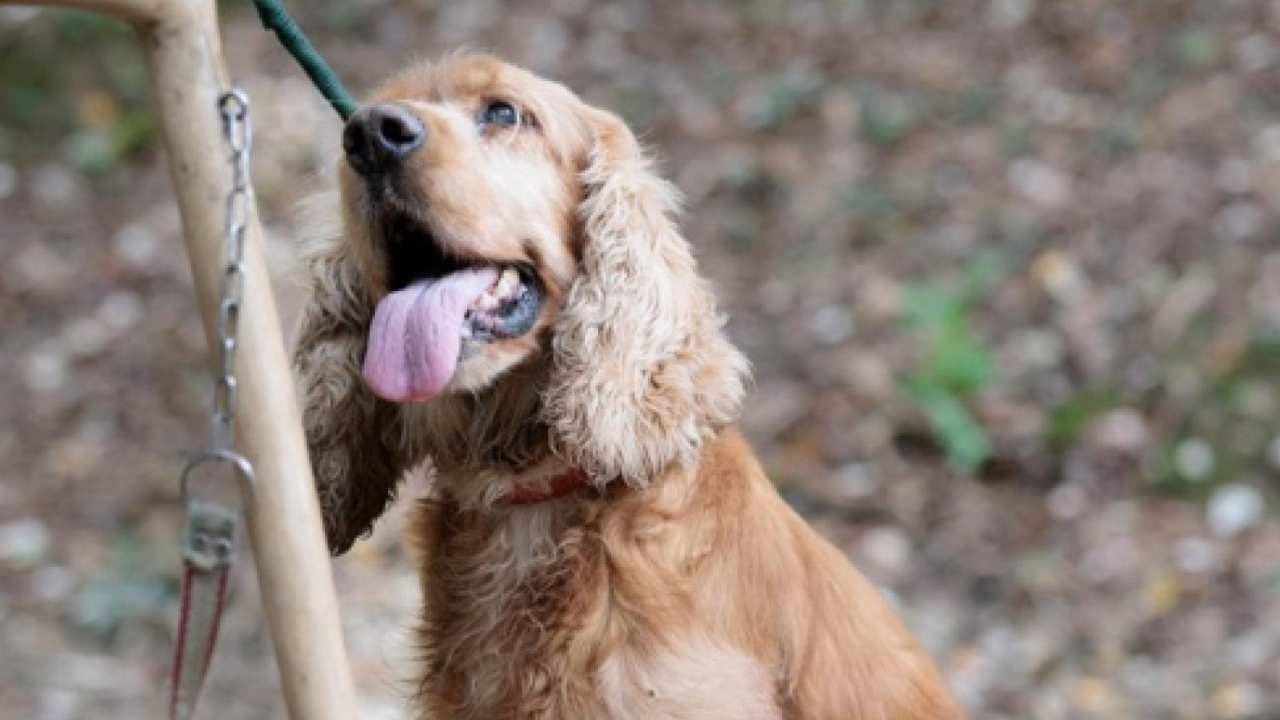 Verona, uccide il cane avuto da poco tempo