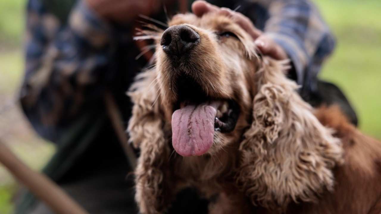 Verona, uccide il cane avuto da poco tempo