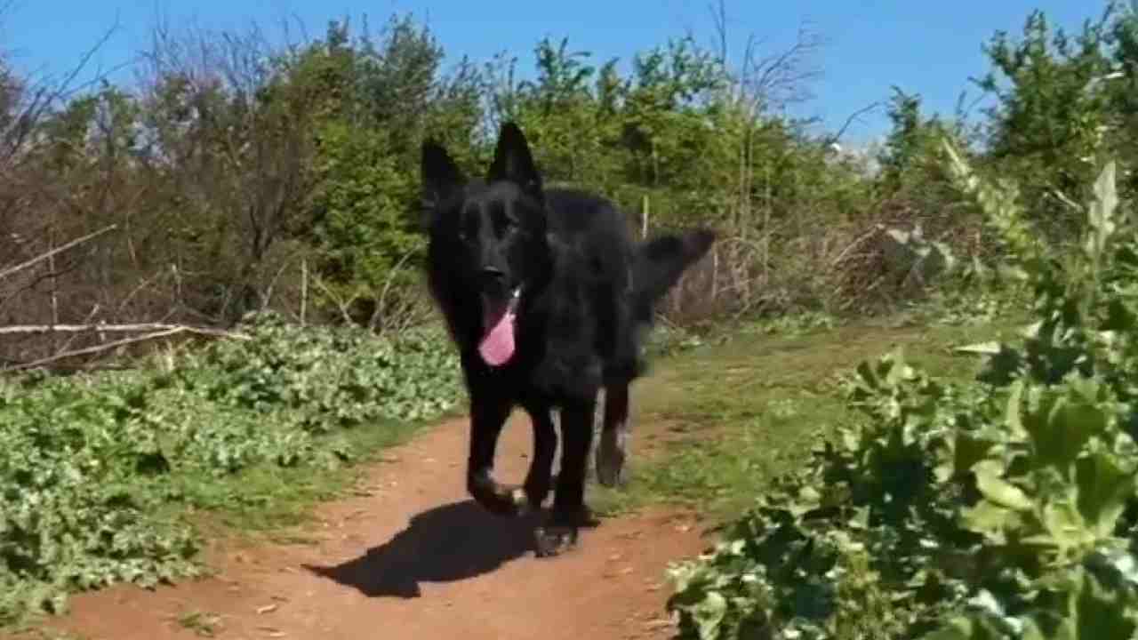 Cane abbaia, i vicini scoprono l'amara verità