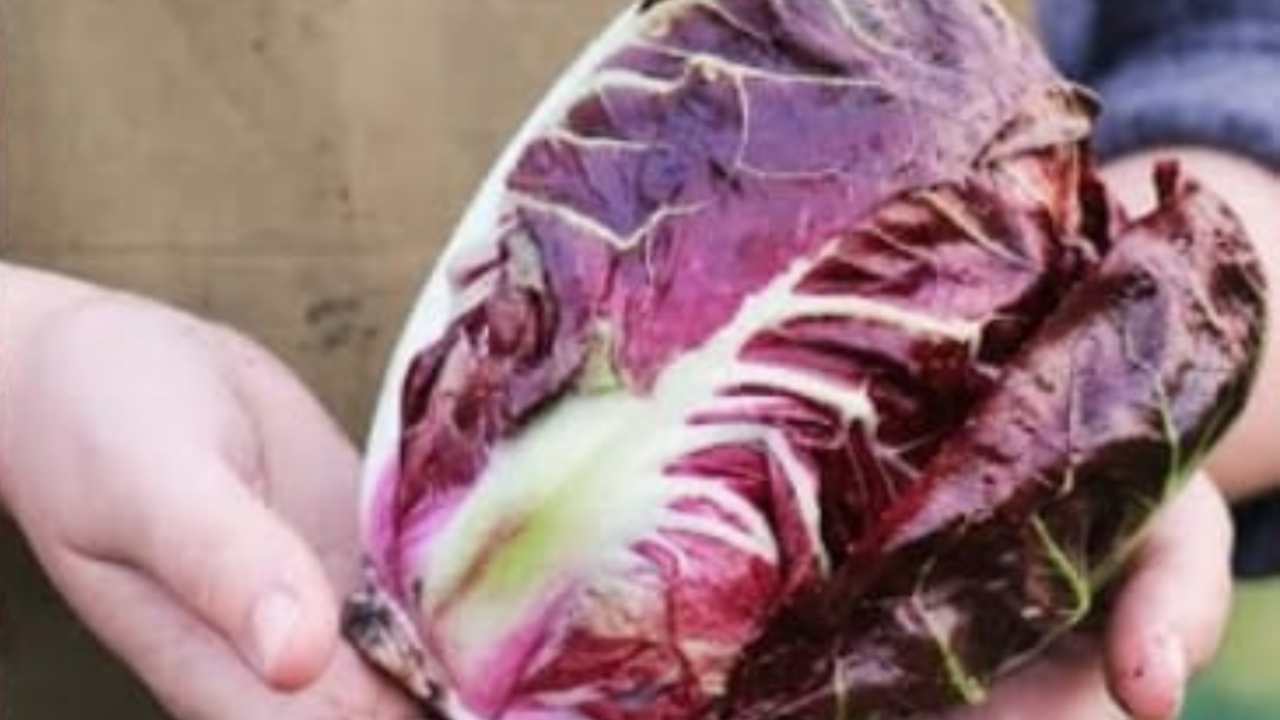 Tutto quello che non sapevi sul radicchio