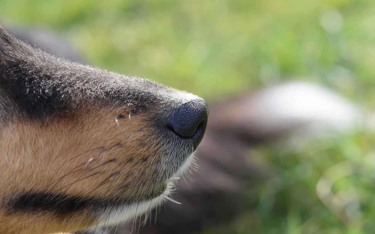 Cane da tartufo