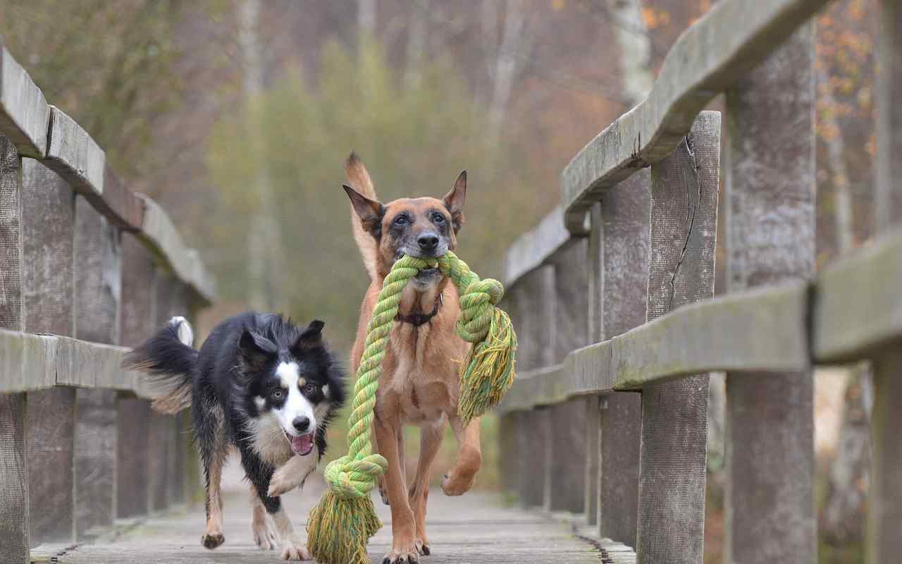 Cane più intelligente del mondo