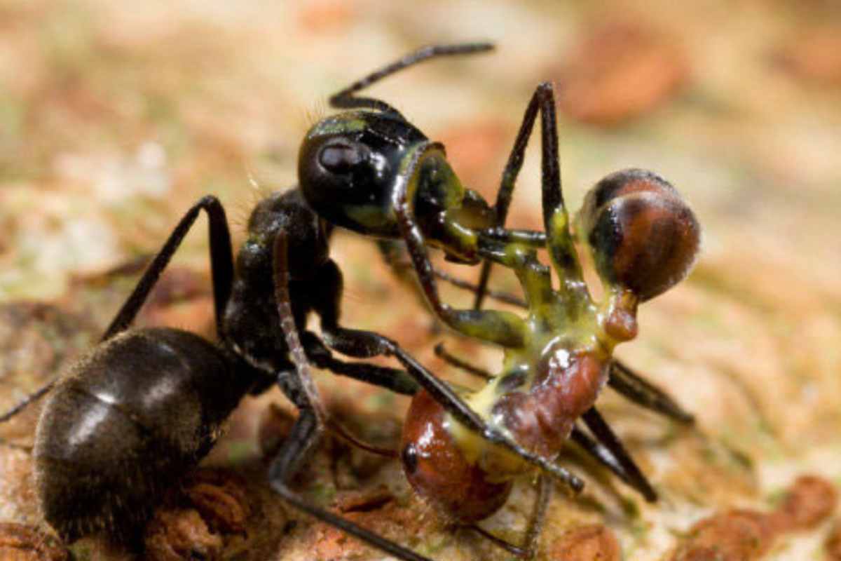 Il loro particolare fiuto