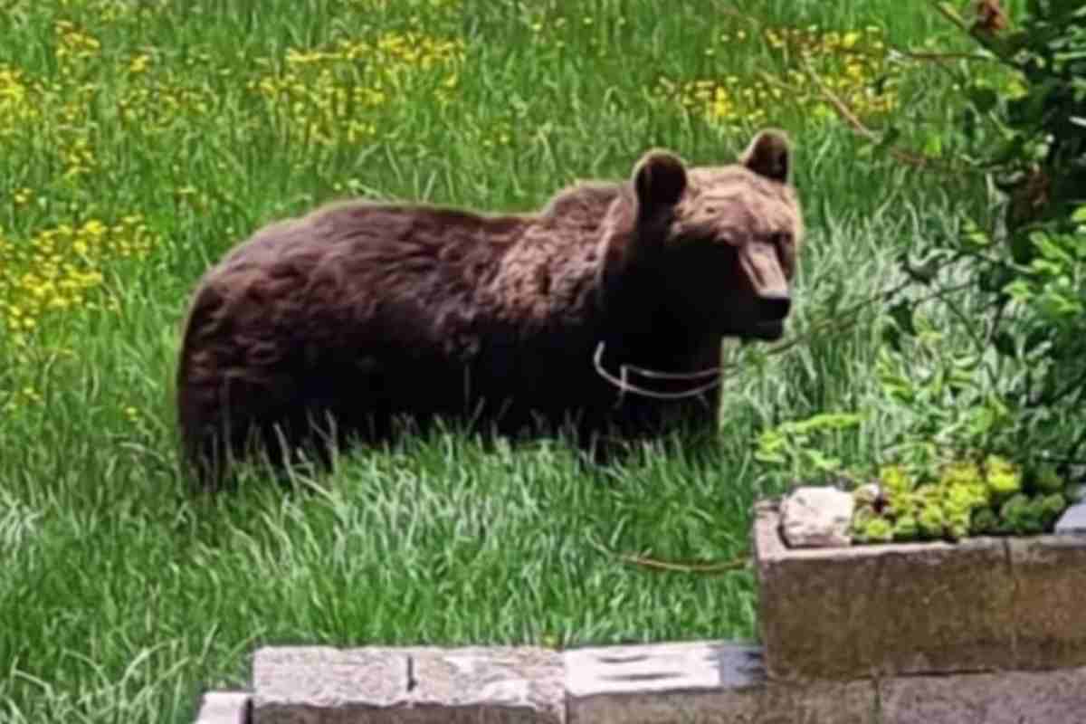 Morto l'orso Juan Carrito in Abruzzo