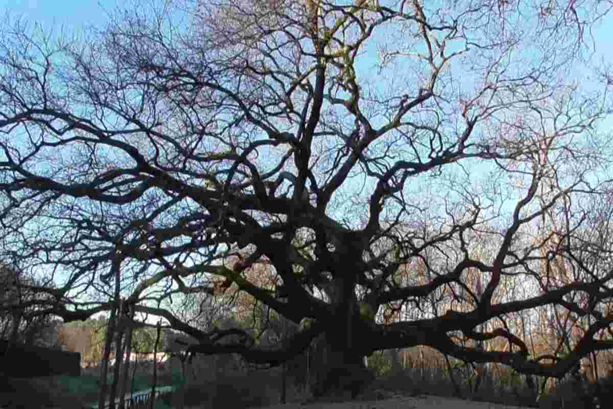 Cade Quercia delle Streghe