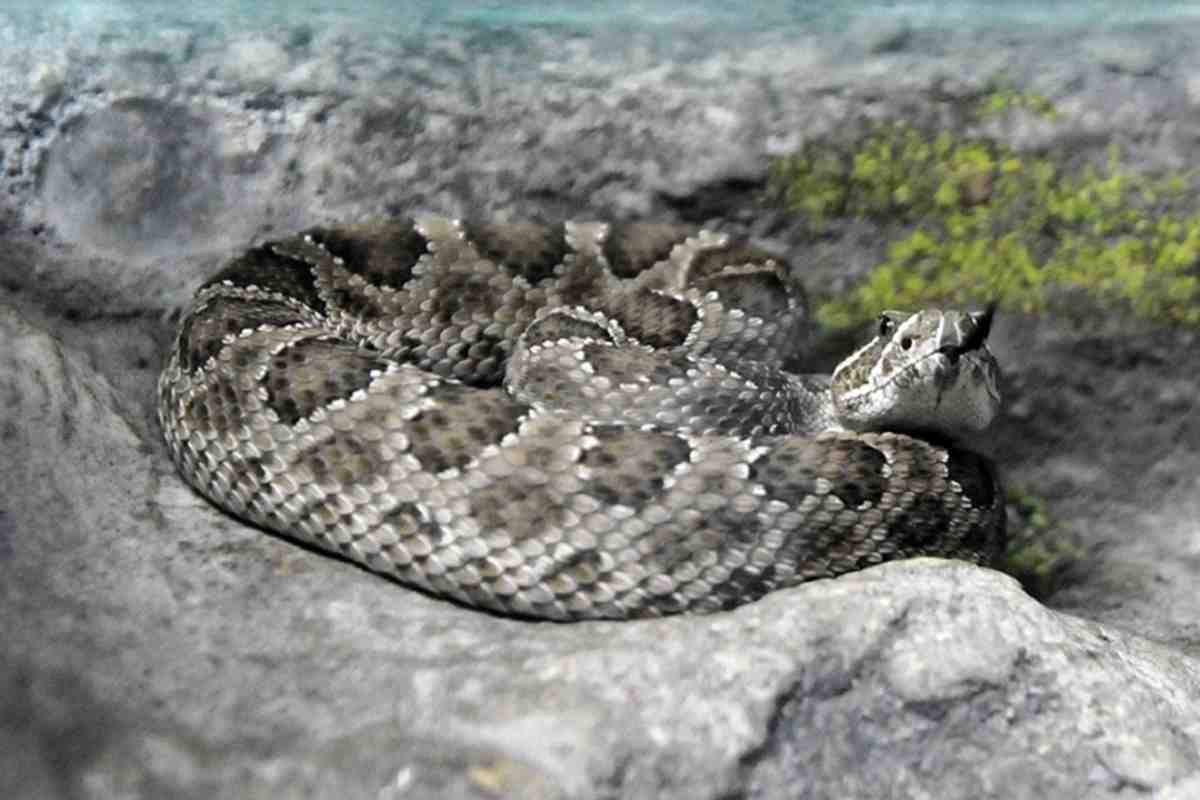 Vipera morde bambino di 6 anni