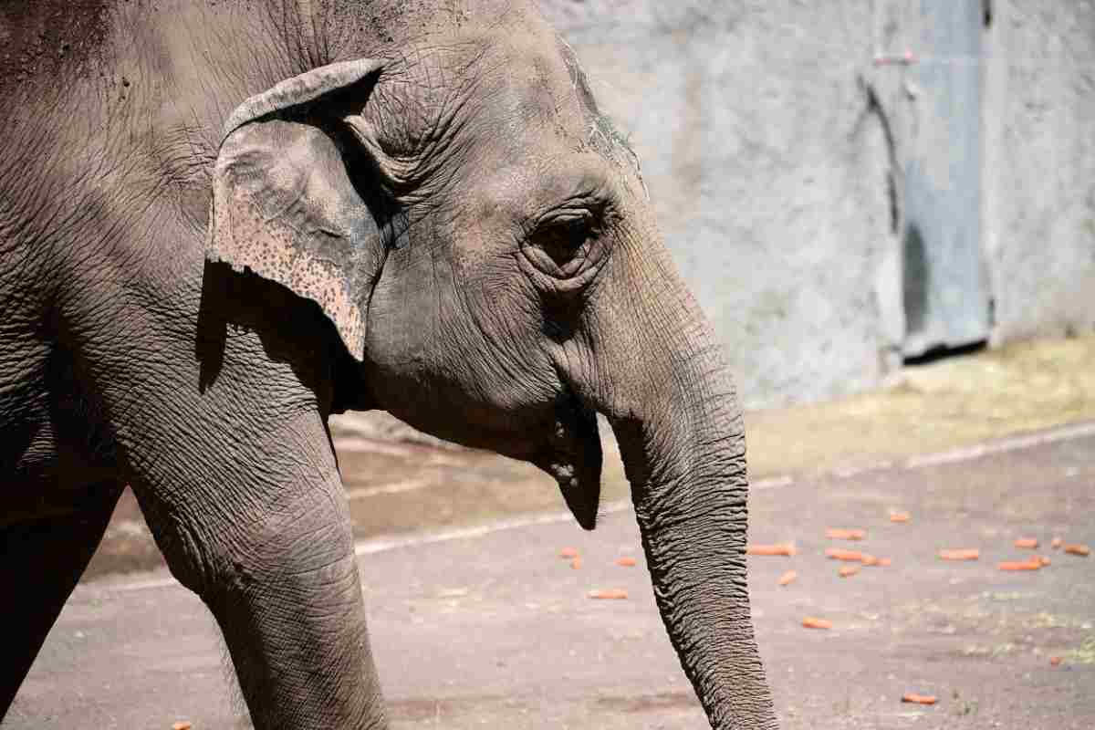 Elefante si aggira per le strade di Cosenza