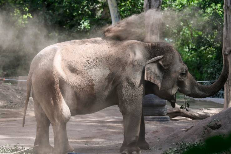 Elefante si aggira per le strade di Cosenza