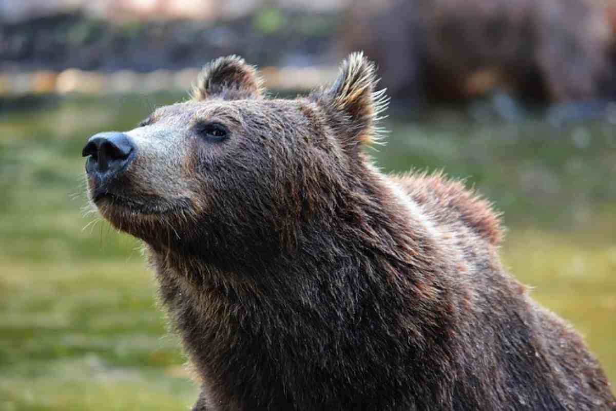 Donna uccisa orso parco