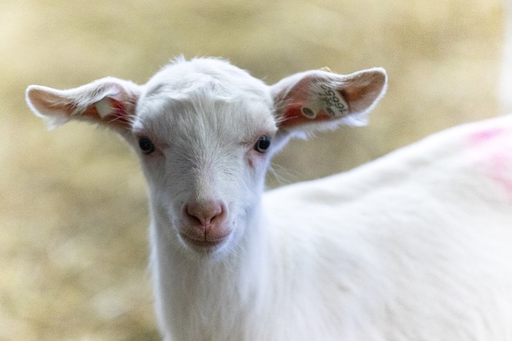 Capretta uccisa da branco di bulli