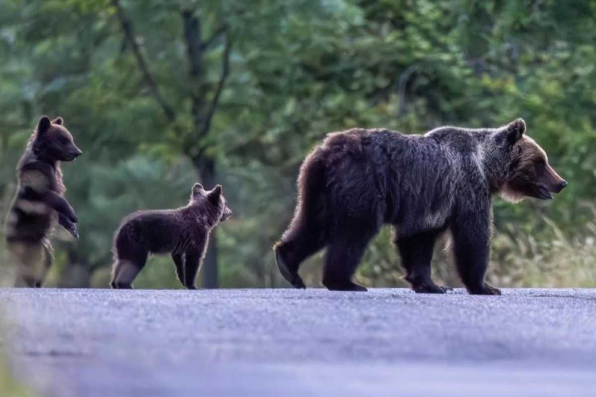 Individuati i cuccioli dell'orsa uccisa