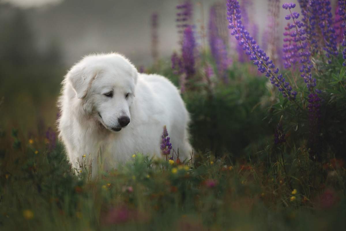 Il ricatto con il cane