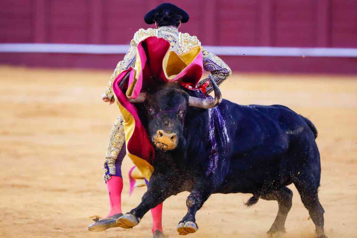 Juan Ortega, torero, non si presenta al suo matrimonio