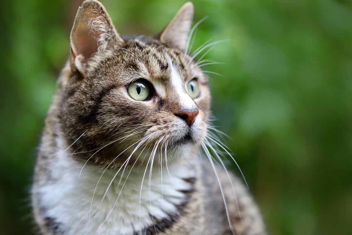 Coprifuoco per i gatti per salvaguardare gli uccelli