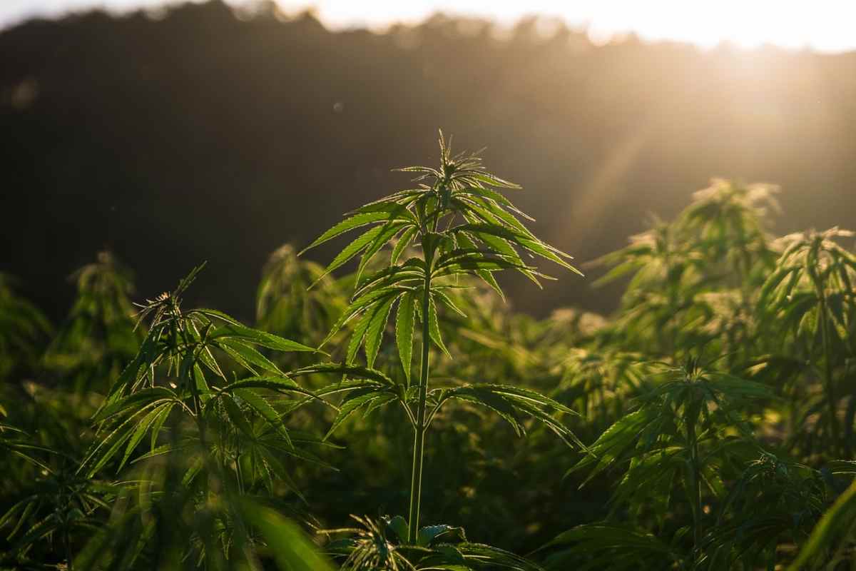 Cannabis legale: le condizioni