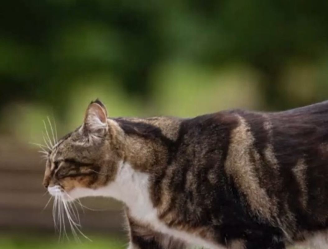 Il gatto simbolo dell'università